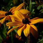 Black-eyed-Susan