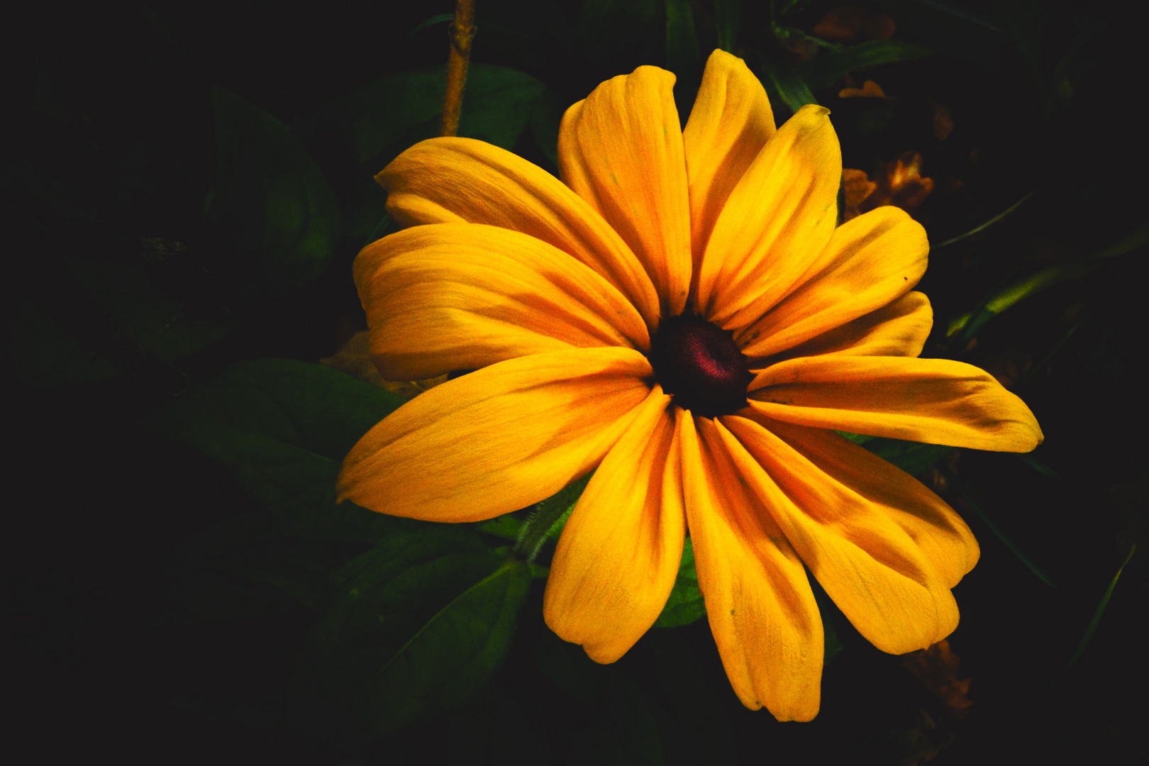 *Black-Eyed-Susan*