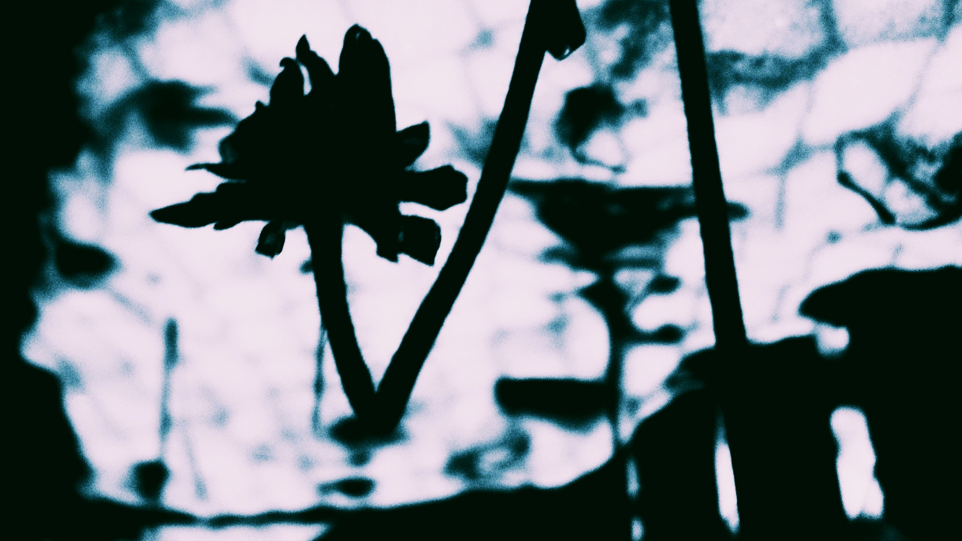 *Black-Eyed-Susan - Winter*