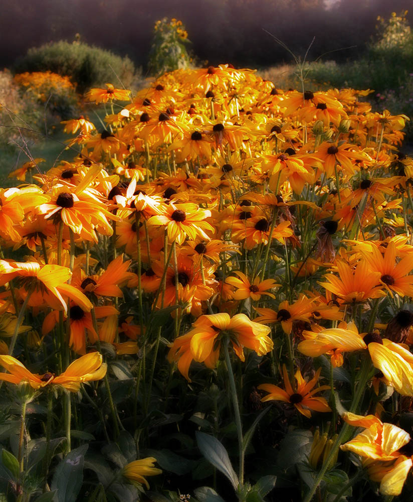 Black Eyed Susans