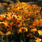 Black Eyed Susans