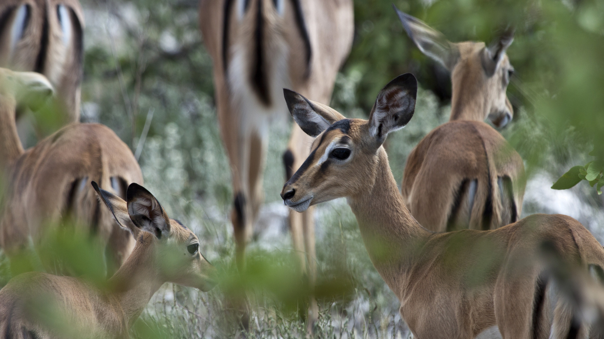 Black Face Impala