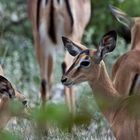 Black Face Impala