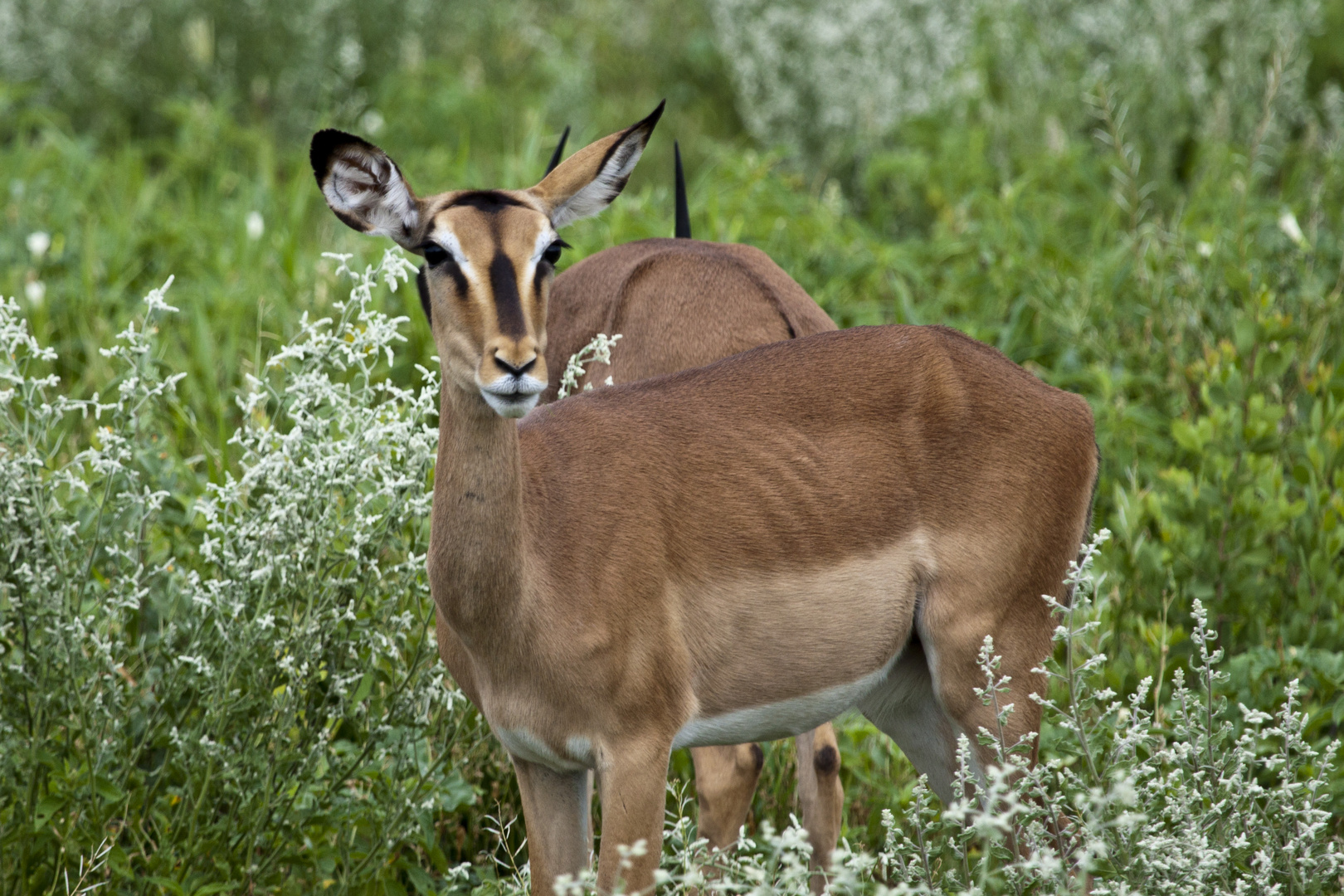 Black Face Impala