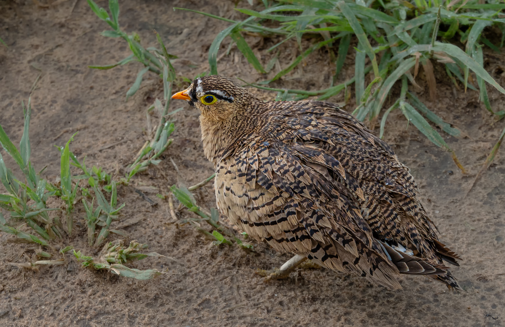 Black-faced Sandgrouse 