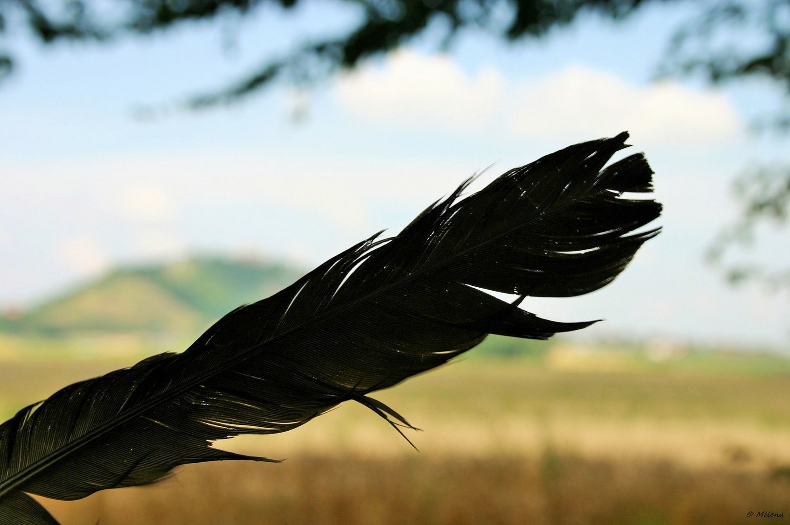 black feather