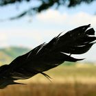 black feather