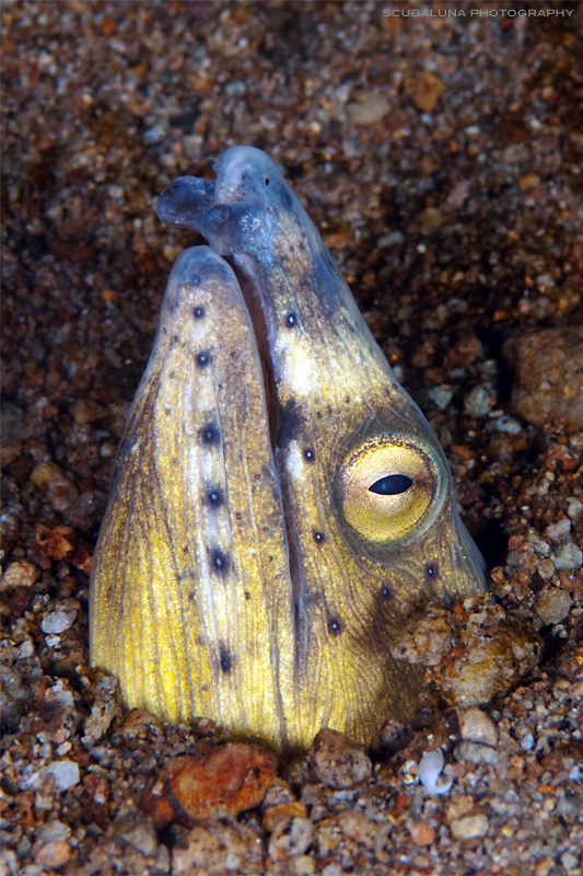 Black-finned Snake Eel (Ophichthus melanochir)