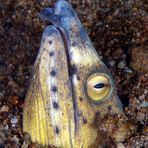 Black-finned Snake Eel (Ophichthus melanochir)