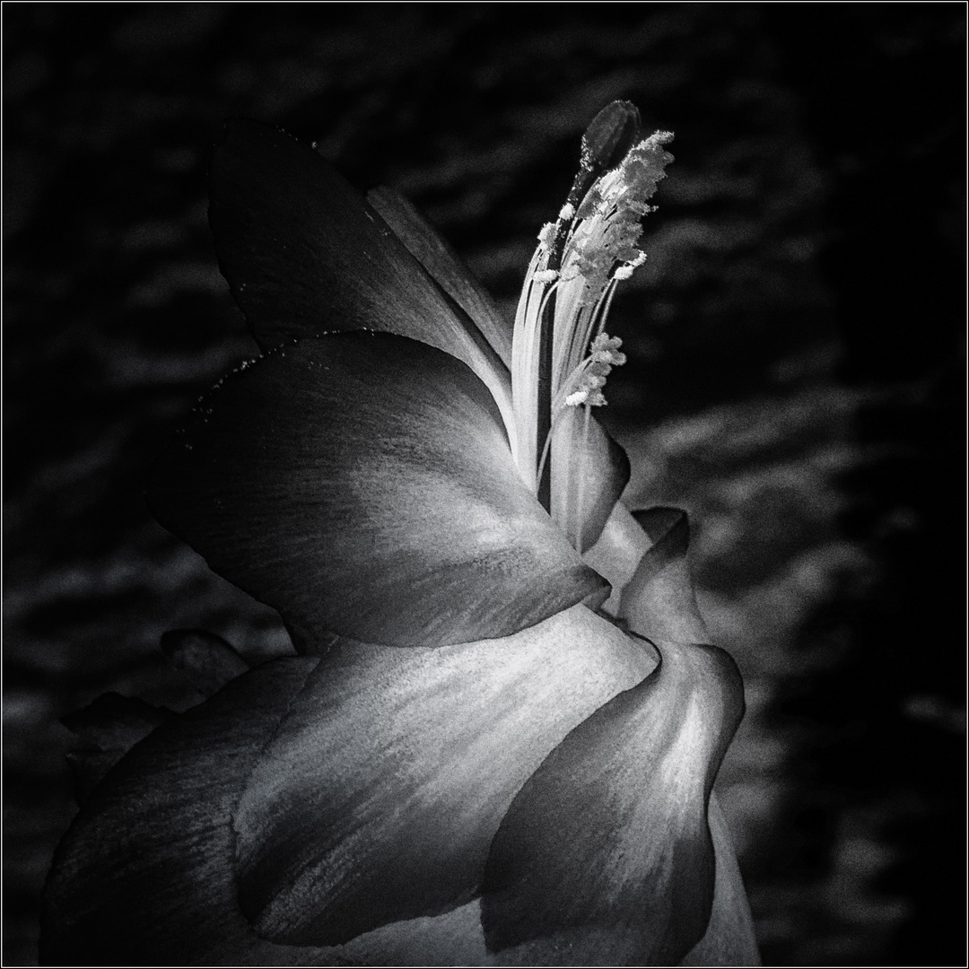 ... black flower (2) ...