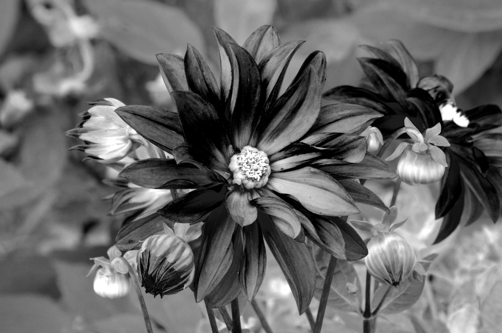 Black Flower