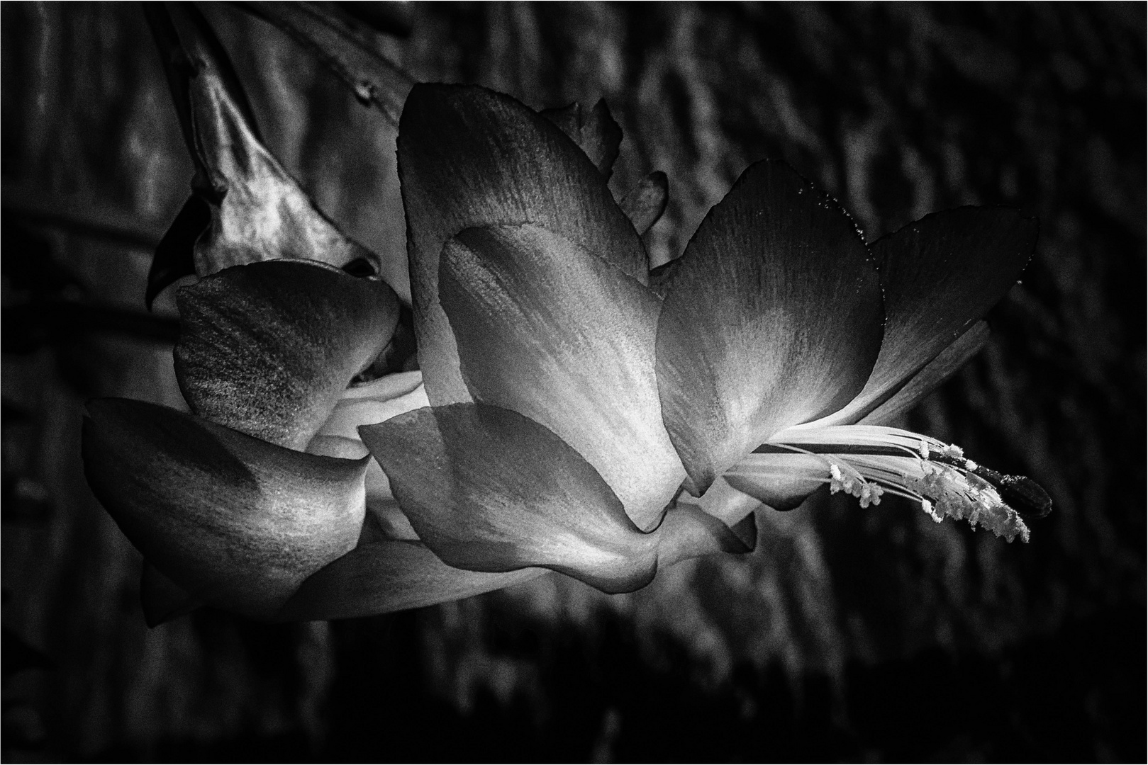 ... black flower ...