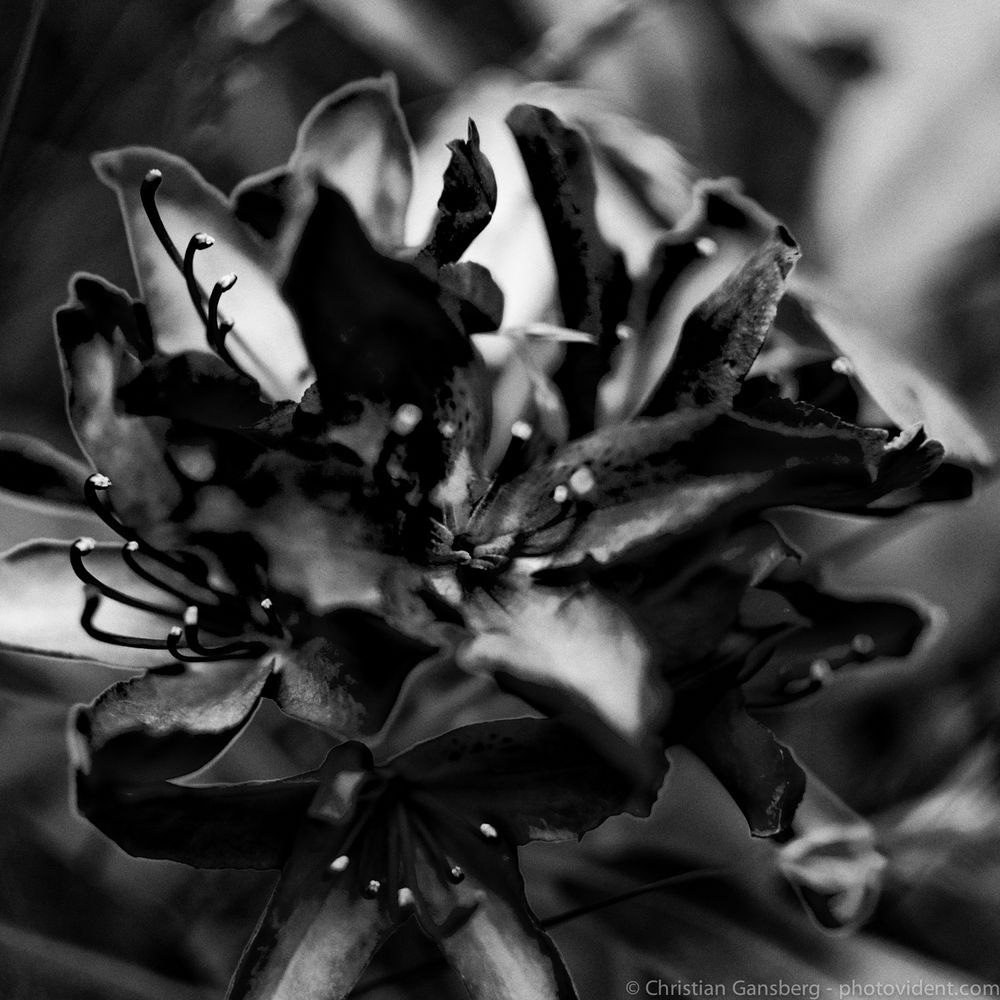 Black Flower