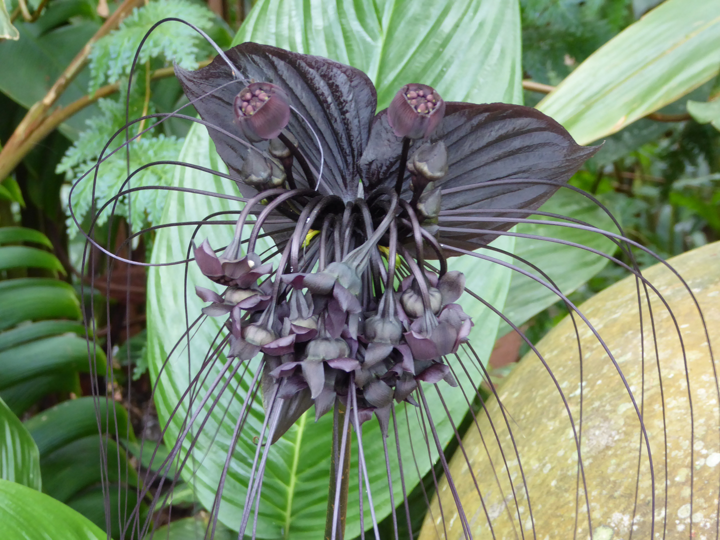 Black Flower