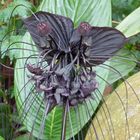 Black Flower