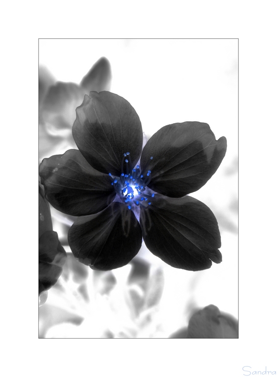 ~ black flower ~