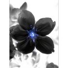 ~ black flower ~