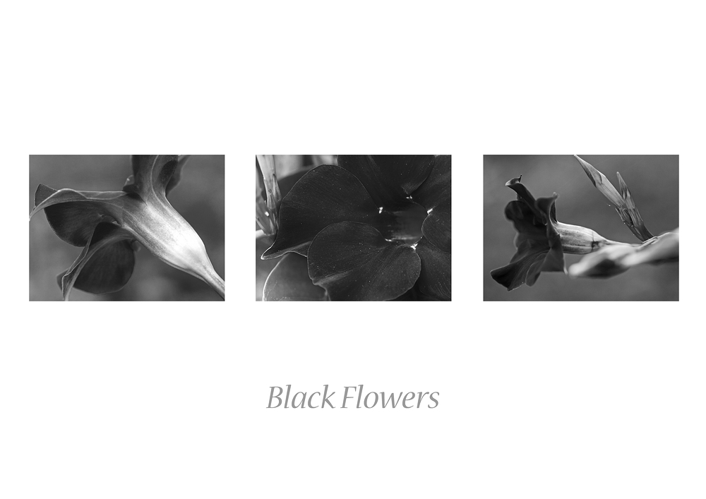 Black Flowers