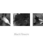 Black Flowers