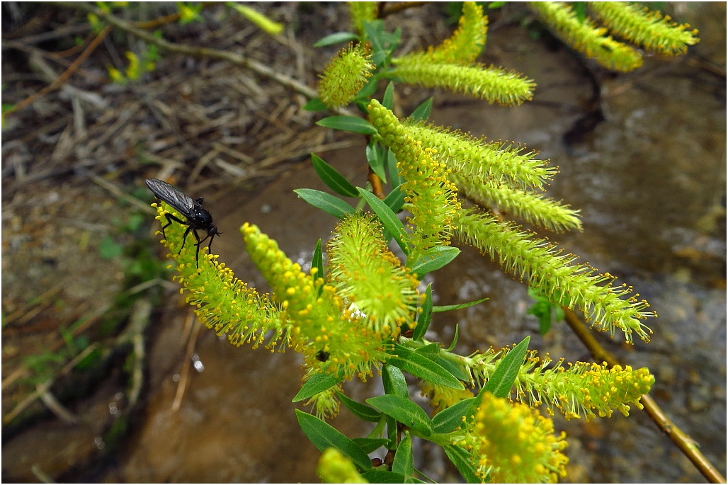 Black Fly