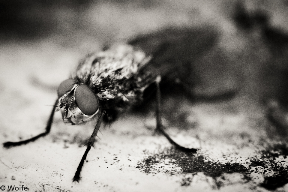 Black fly