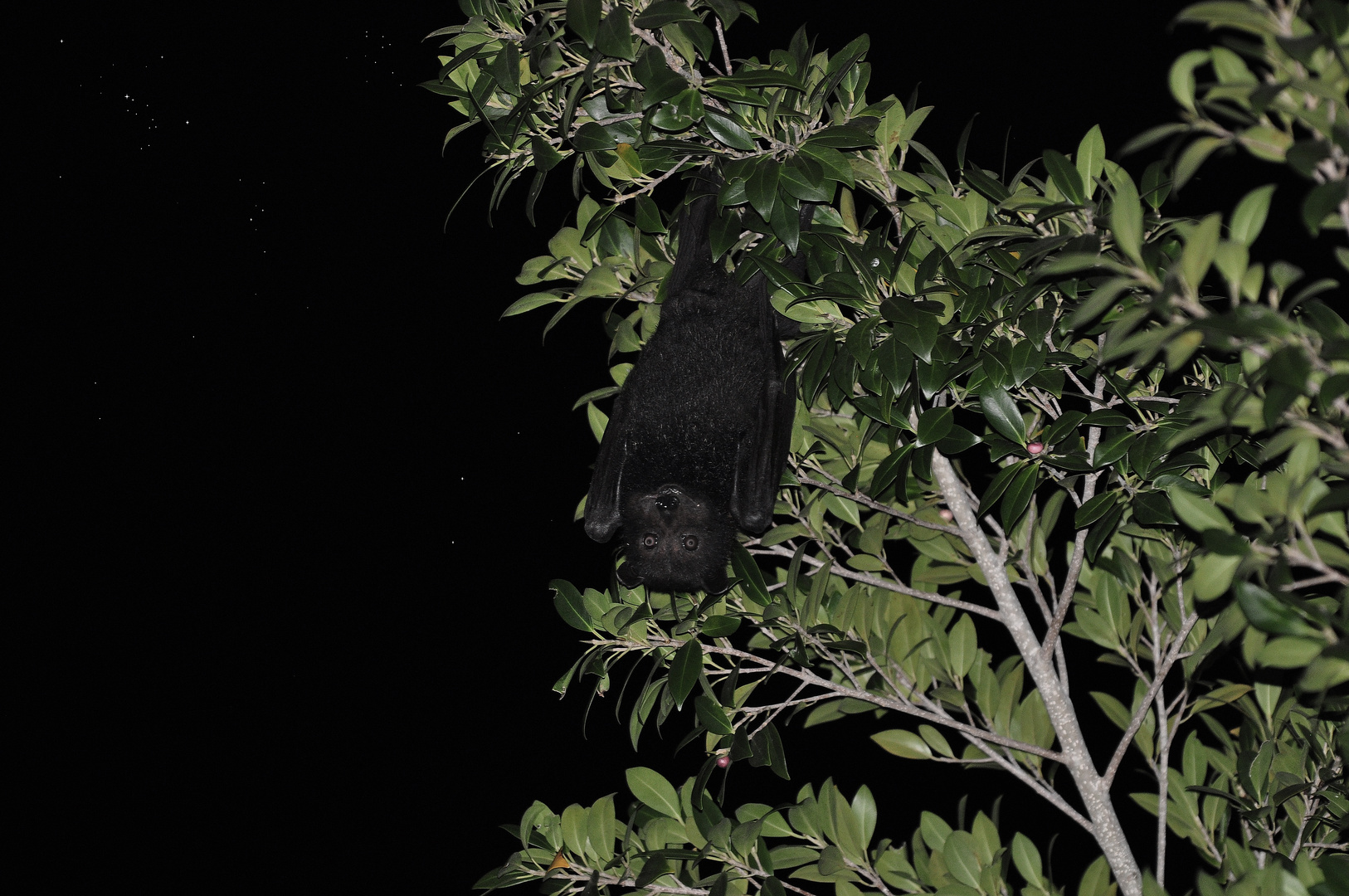 Black Flying Fox