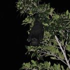 Black Flying Fox