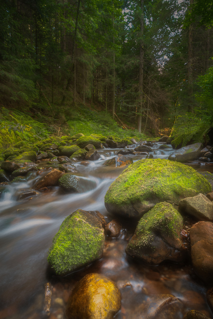 Black Forest