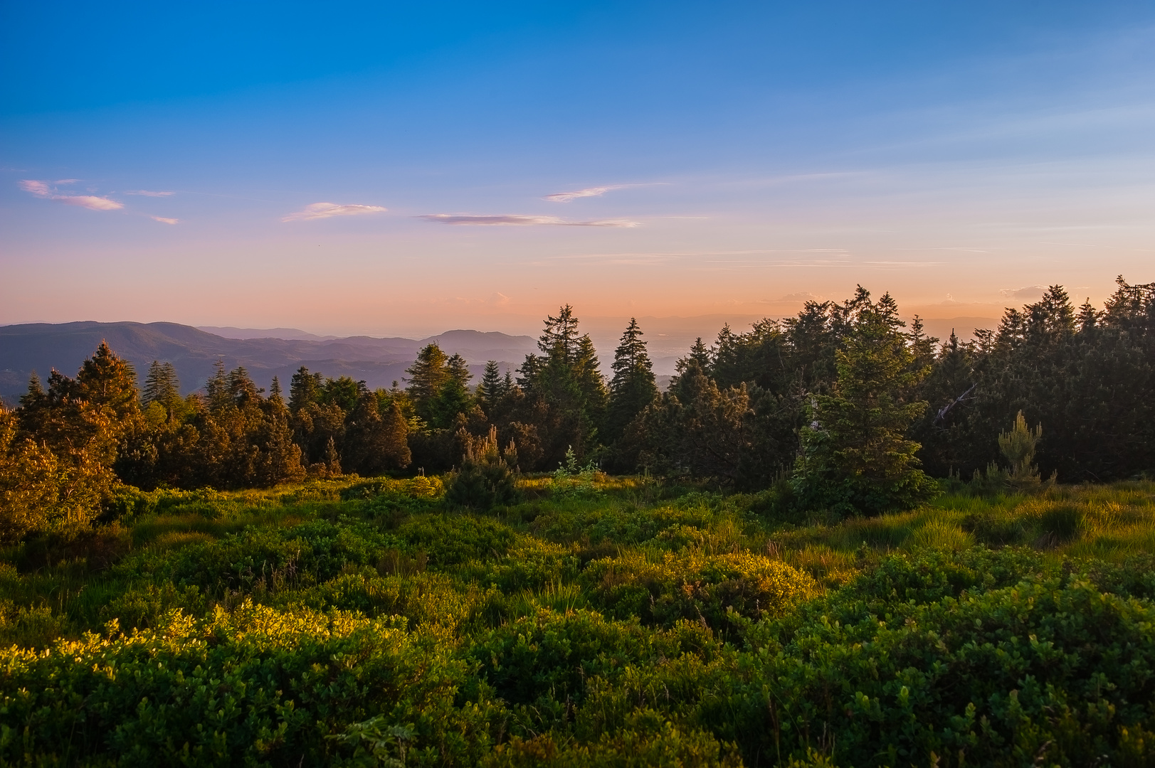 Black Forest