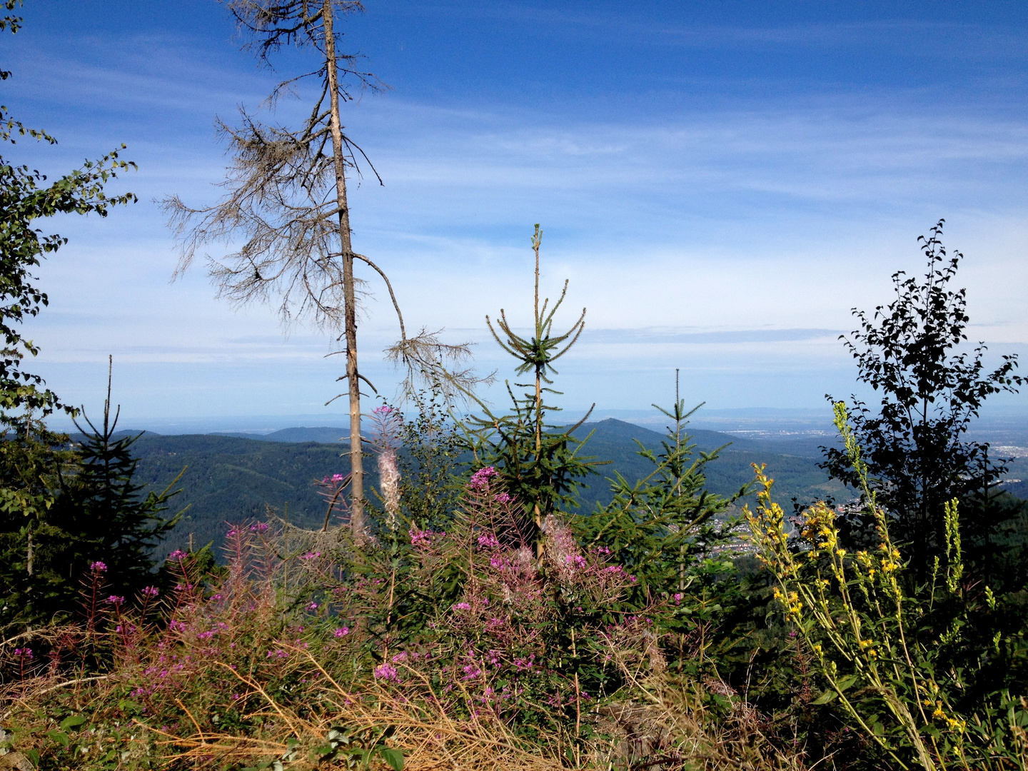 Black Forest - Alsace View