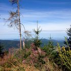 Black Forest - Alsace View