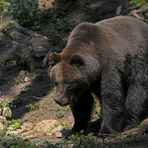 Black-Forest-Bear