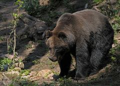 Black-Forest-Bear