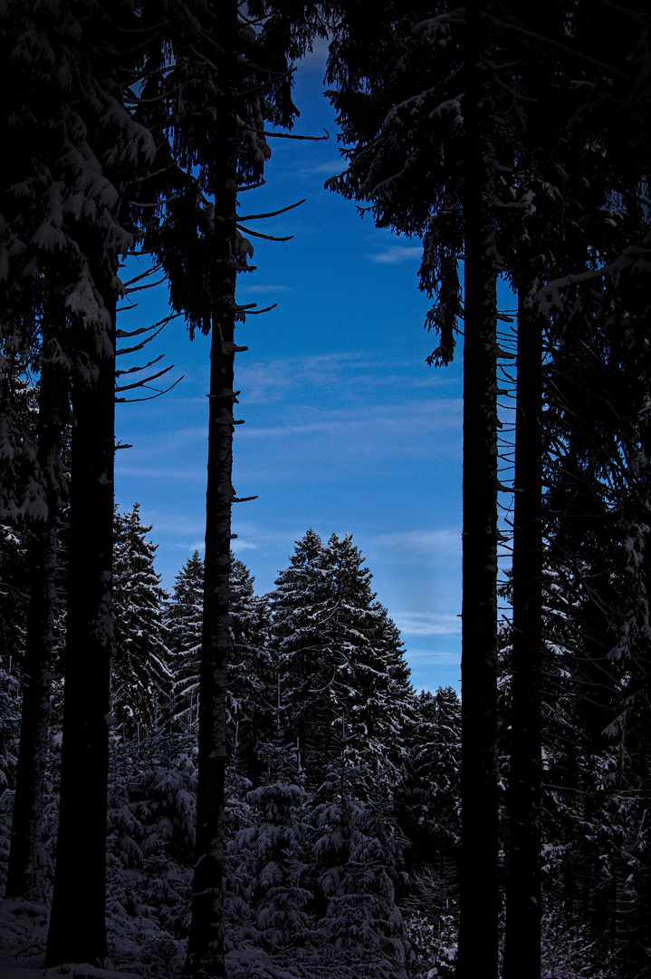 Black Forest & Blue Sky