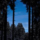 Black Forest & Blue Sky