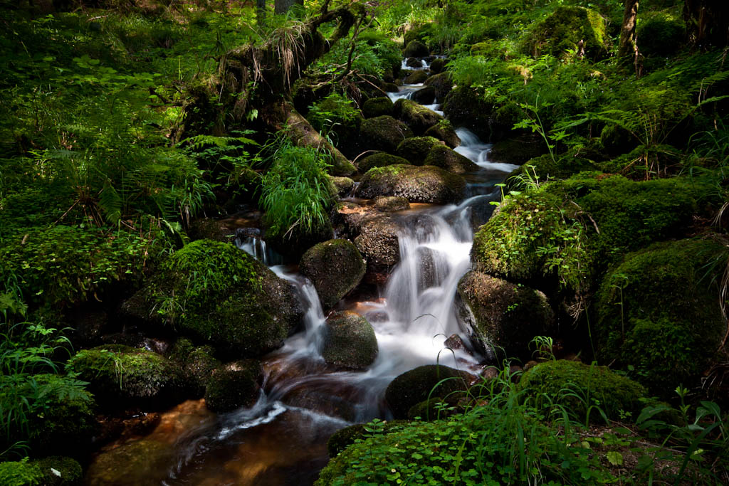 Black Forest Creek