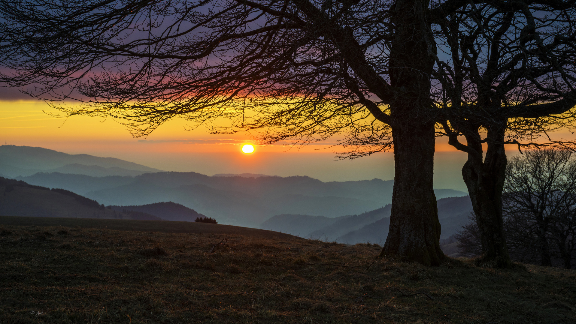 black forest dreams