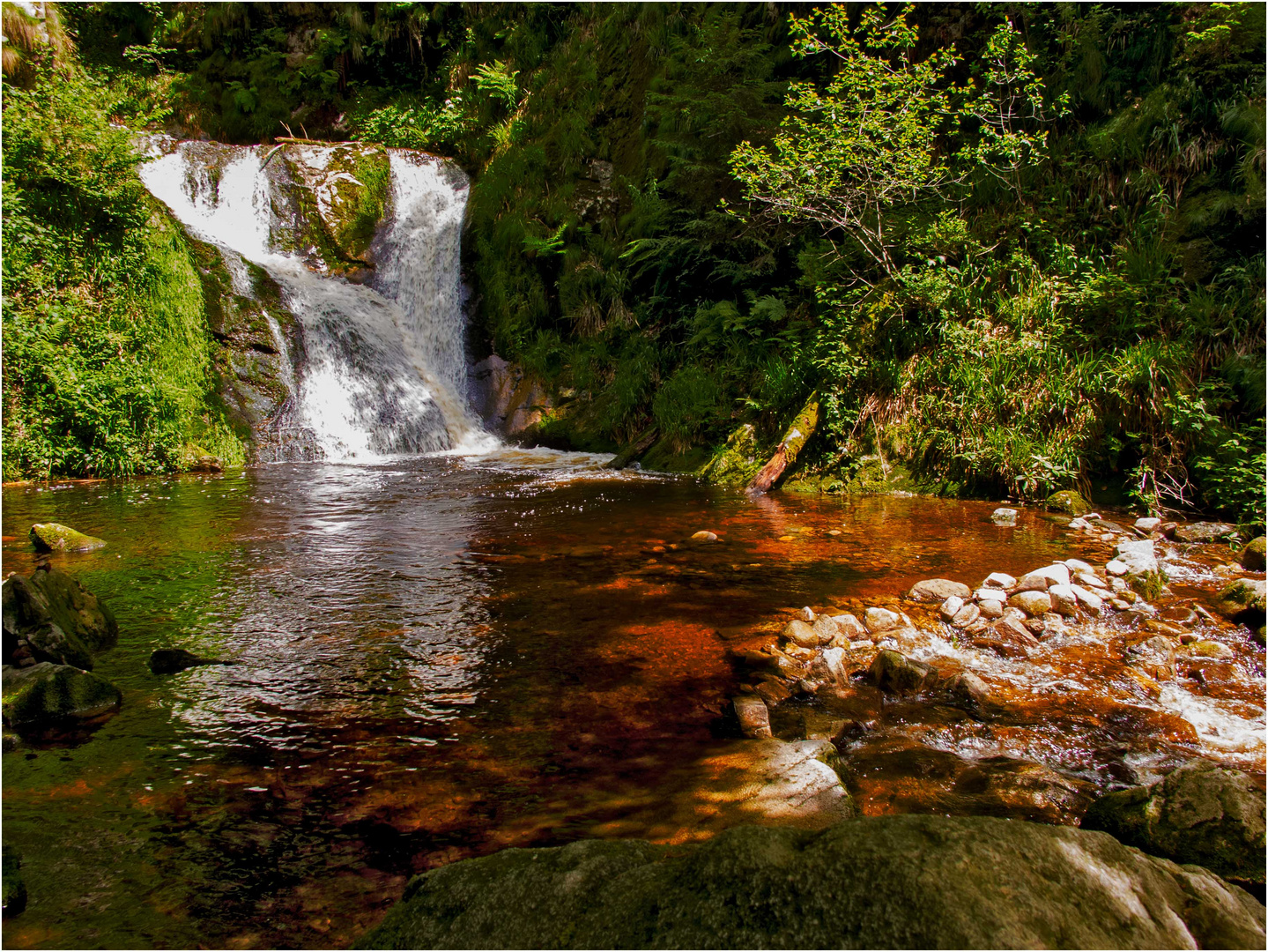 Black forest...