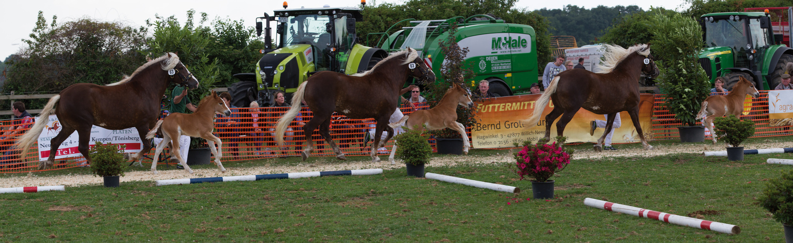 Black Forest Heavy Horse