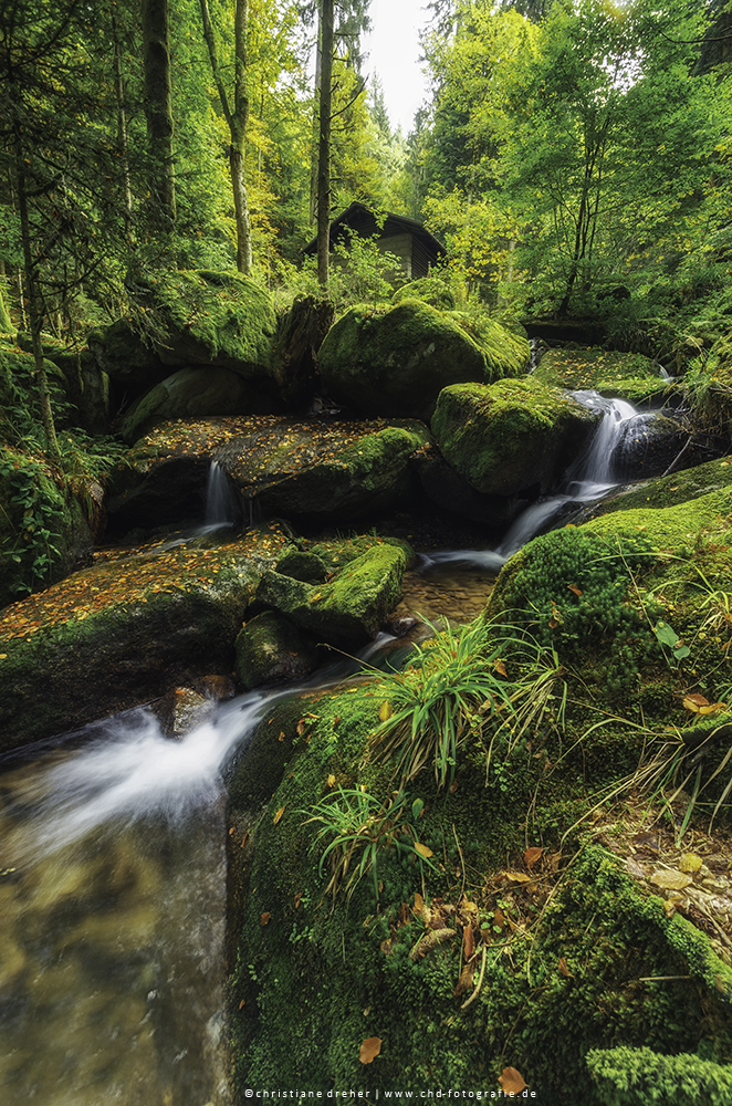 Black Forest in Autumn