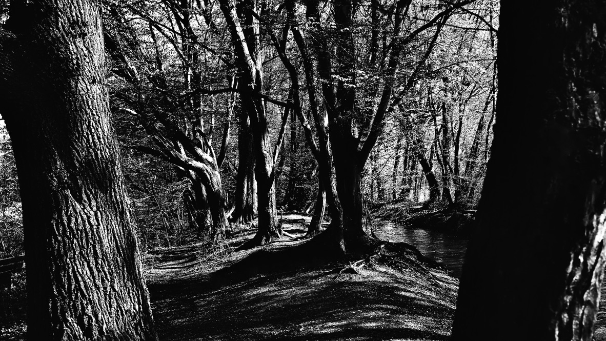 black forest in sunlight