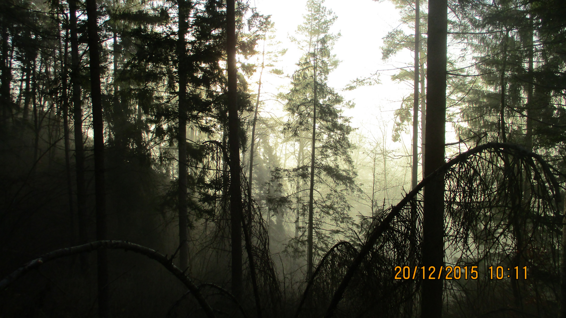 Black Forest in the Morning 2