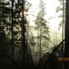 Black Forest in the Morning 2