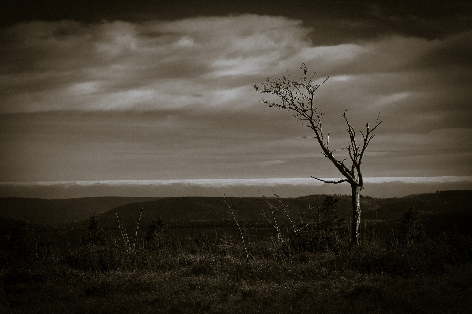 Black Forest Tree