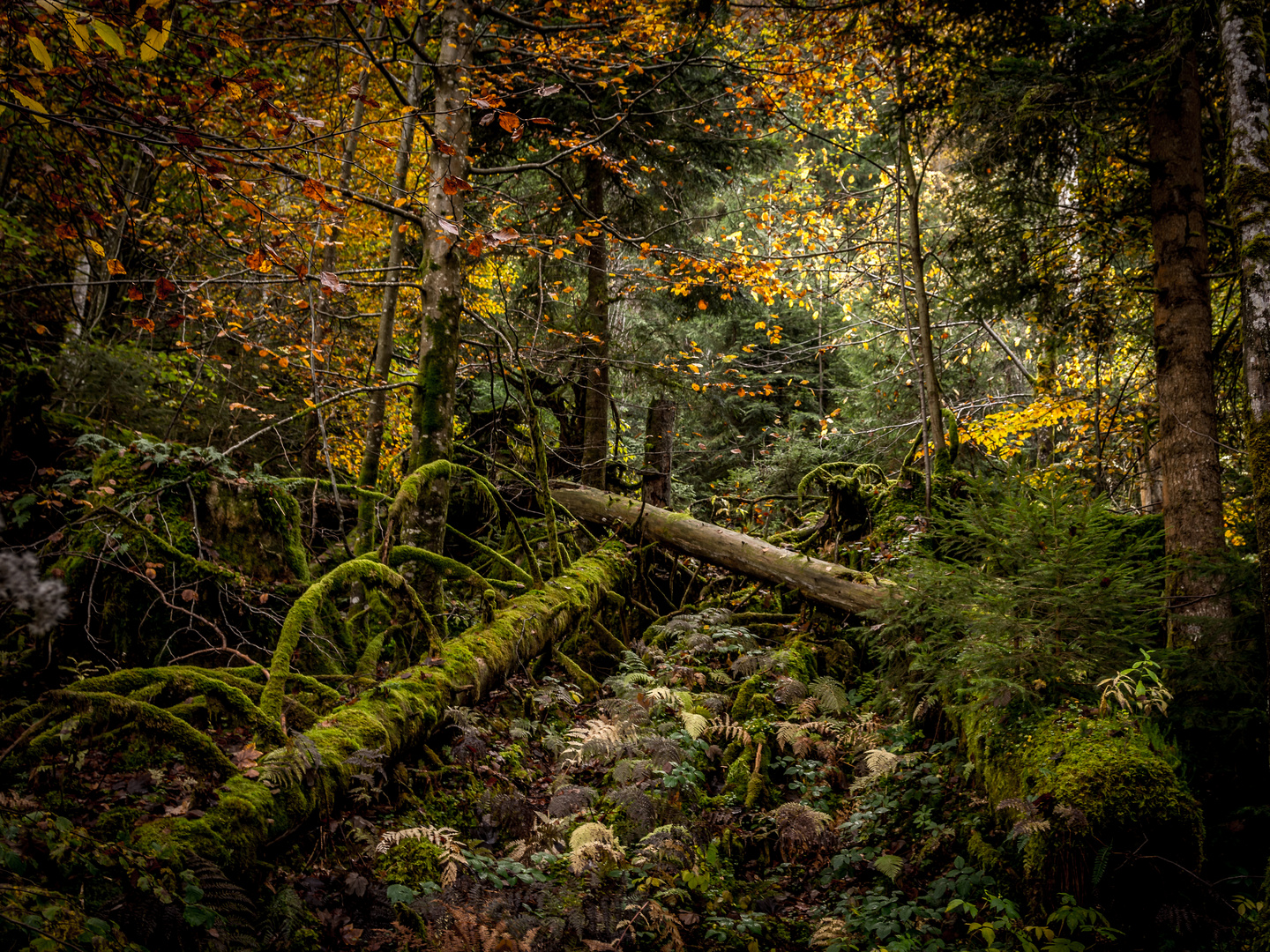 Black Forest/ Valley of the Zweribach