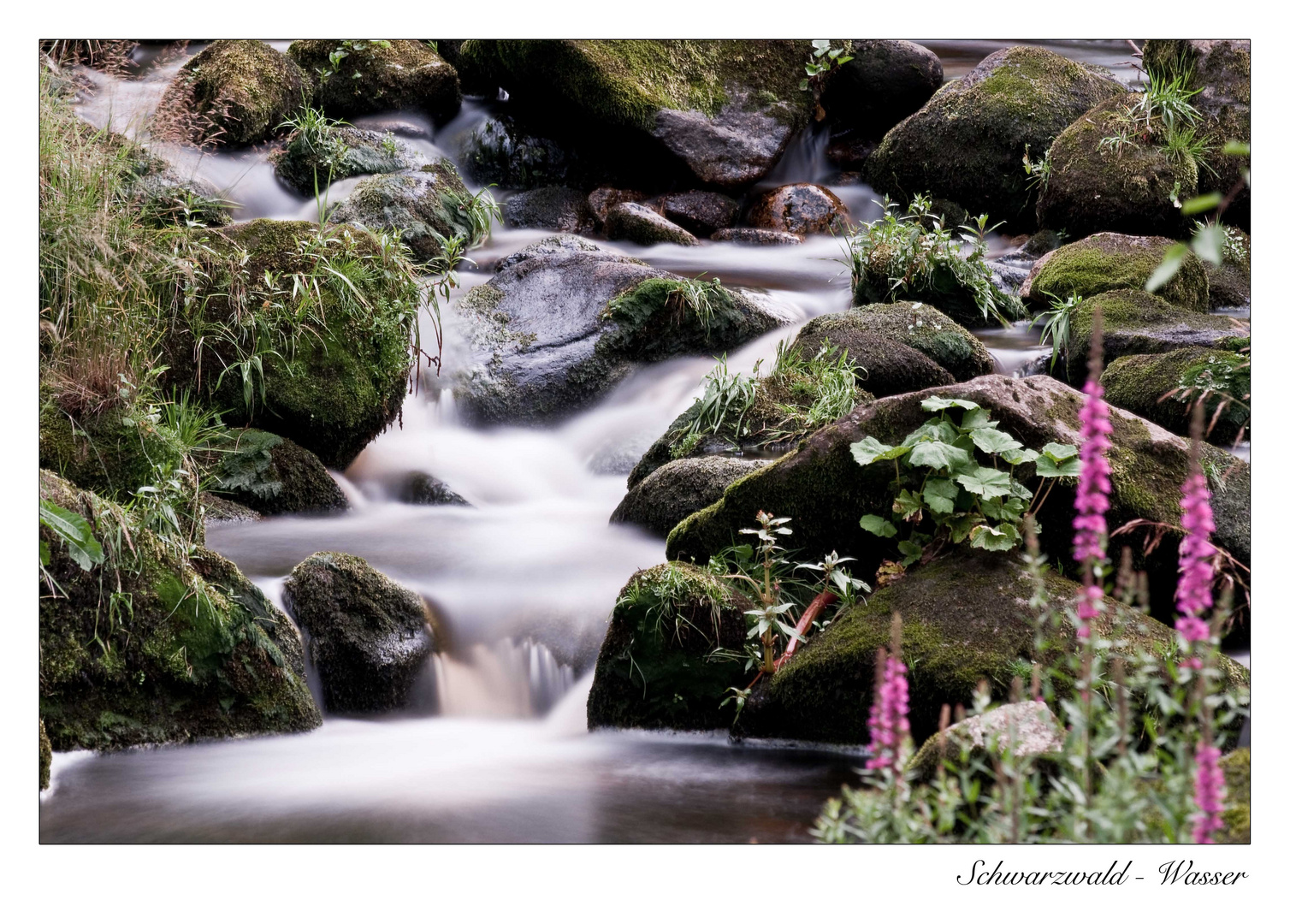 BLACK FOREST - Wasser