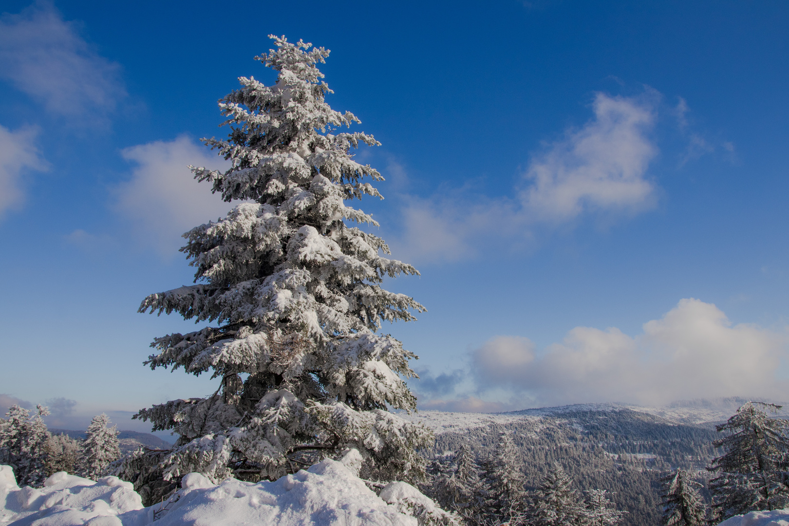 Black Forest  - white snow