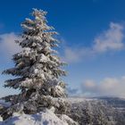 Black Forest  - white snow