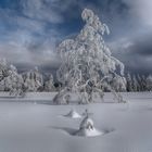 Black Forest Winter Magic