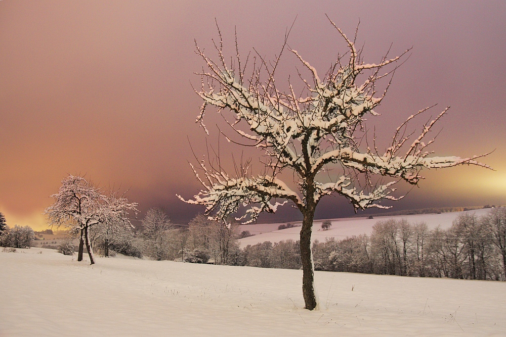 Black Forest Winter Tale